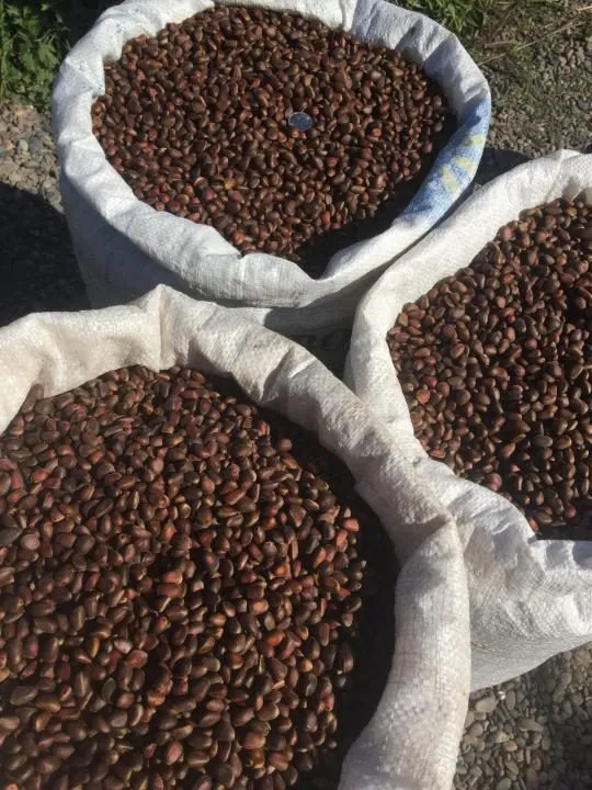 кедровый орех оптом, урожай 2019 в Абакане